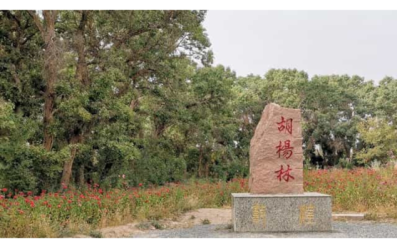 敦煌胡楊林活動(dòng)場(chǎng)地